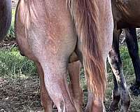 badger-stallion