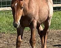 big-hip-stallion
