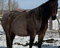 black-hawke-stallion