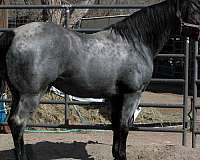 black-roan-stallion