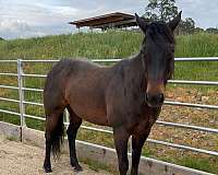 quarter-horse-mare