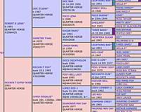 quarter-horse