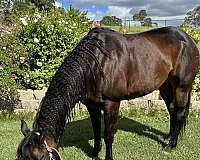 quarter-horse-for-sale