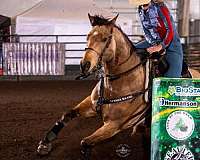 athletic-quarter-horse