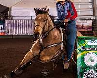 barrel-quarter-horse