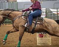 endurance-quarter-horse