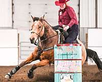 experienced-quarter-horse
