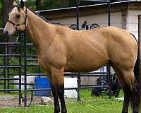 performance-quarter-horse