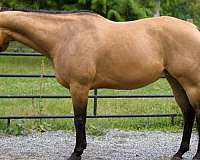 playday-quarter-horse