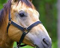 ranch-quarter-horse