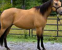 ranch-versatility-quarter-horse
