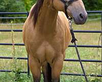 ranch-work-quarter-horse