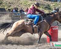 trail-riding-quarter-horse