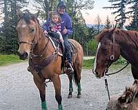 western-riding-quarter-horse
