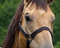 buckskin-quarter-horse-gelding