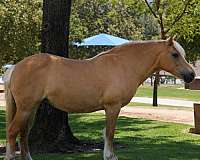 athletic-haflinger-pony