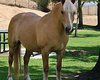 beginner-haflinger-pony