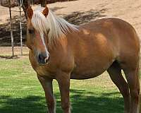 calf-roping-haflinger-pony