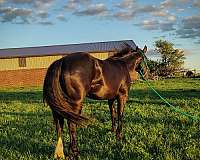 draft-cross-horse
