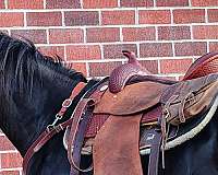 ranch-draft-horse