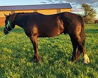 gelding-draft-horse