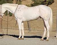 all-around-appaloosa-horse