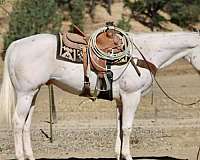 athletic-appaloosa-horse