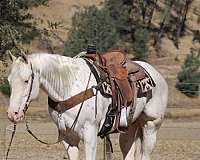 beginner-appaloosa-horse