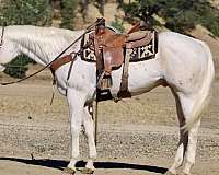 calf-roping-appaloosa-horse