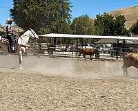 endurance-appaloosa-horse