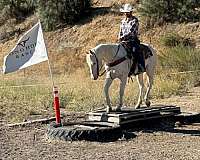 experienced-appaloosa-horse
