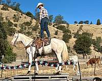 flashy-appaloosa-horse