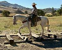 husband-safe-appaloosa-horse