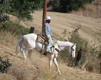 kid-safe-appaloosa-horse