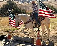 performance-appaloosa-horse