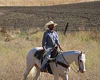 ranch-appaloosa-horse