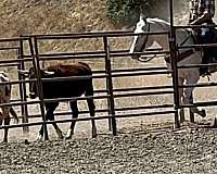 ranch-versatility-appaloosa-horse