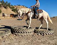 ranch-work-appaloosa-horse