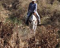 ridden-western-appaloosa-horse