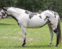 athletic-paint-horse