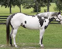beginner-paint-horse