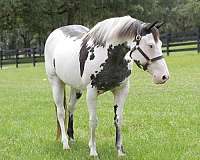 endurance-paint-horse