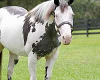experienced-paint-horse