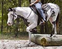 all-paint-horse