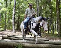 confidence-building-paint-horse