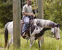 any-terrain-paint-horse