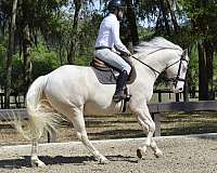 all-around-quarter-horse