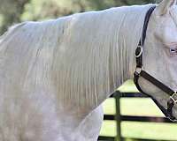 athletic-quarter-horse