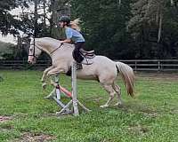 blue-eyed-quarter-horse