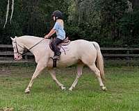 dressage-quarter-horse